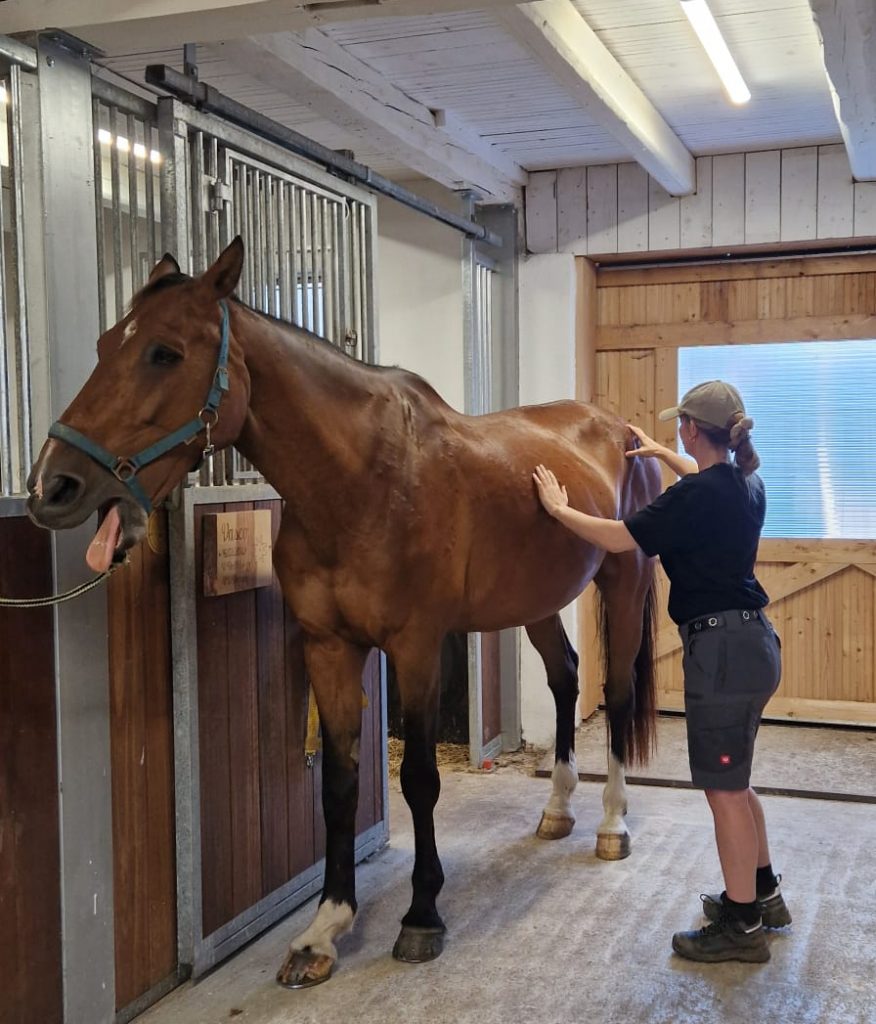 Physiotherapie am Pferd