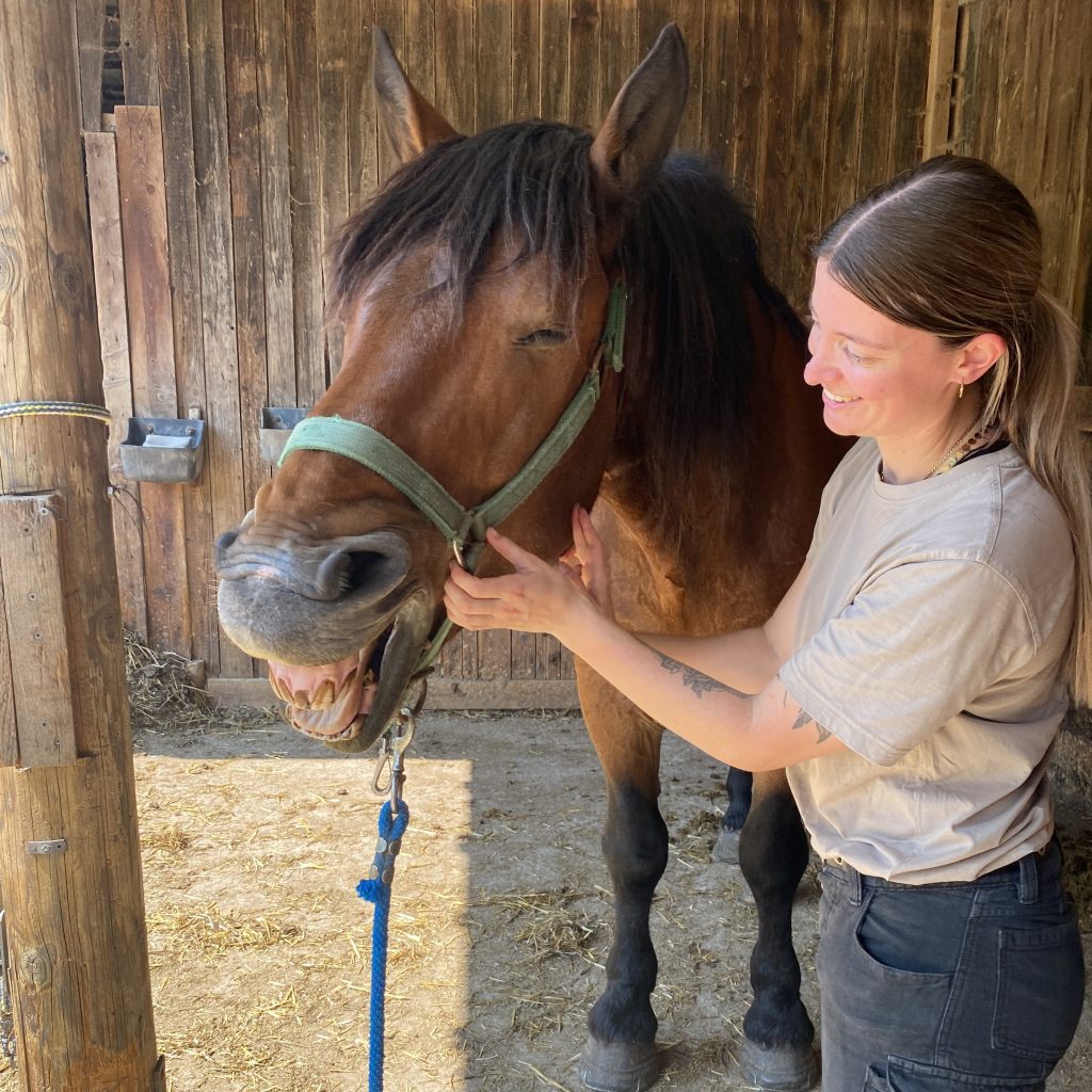 Pferdephysiotherapie Kim Leitner